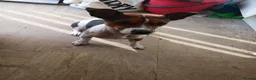 Jack Russell dogs for sale: 3 year old needing rehoming in Wolverhampton - Advert 3