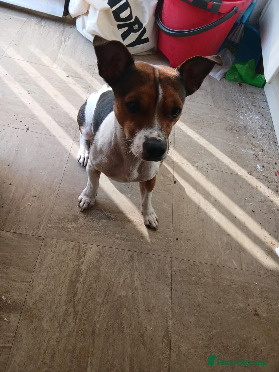 Jack Russell dogs for sale: 3 year old needing rehoming in Wolverhampton - Advert 3