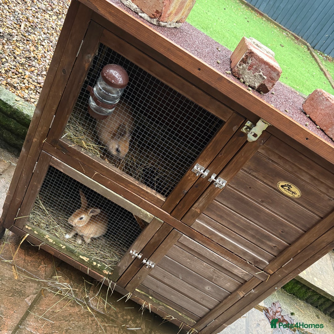 Mixed Breed rabbits for sale: Buddy & Elf ( brothers )  with hutch  - Advert 1