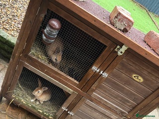 Mixed Breed rabbits Buddy & Elf ( brothers ) with hutch - Advert 1