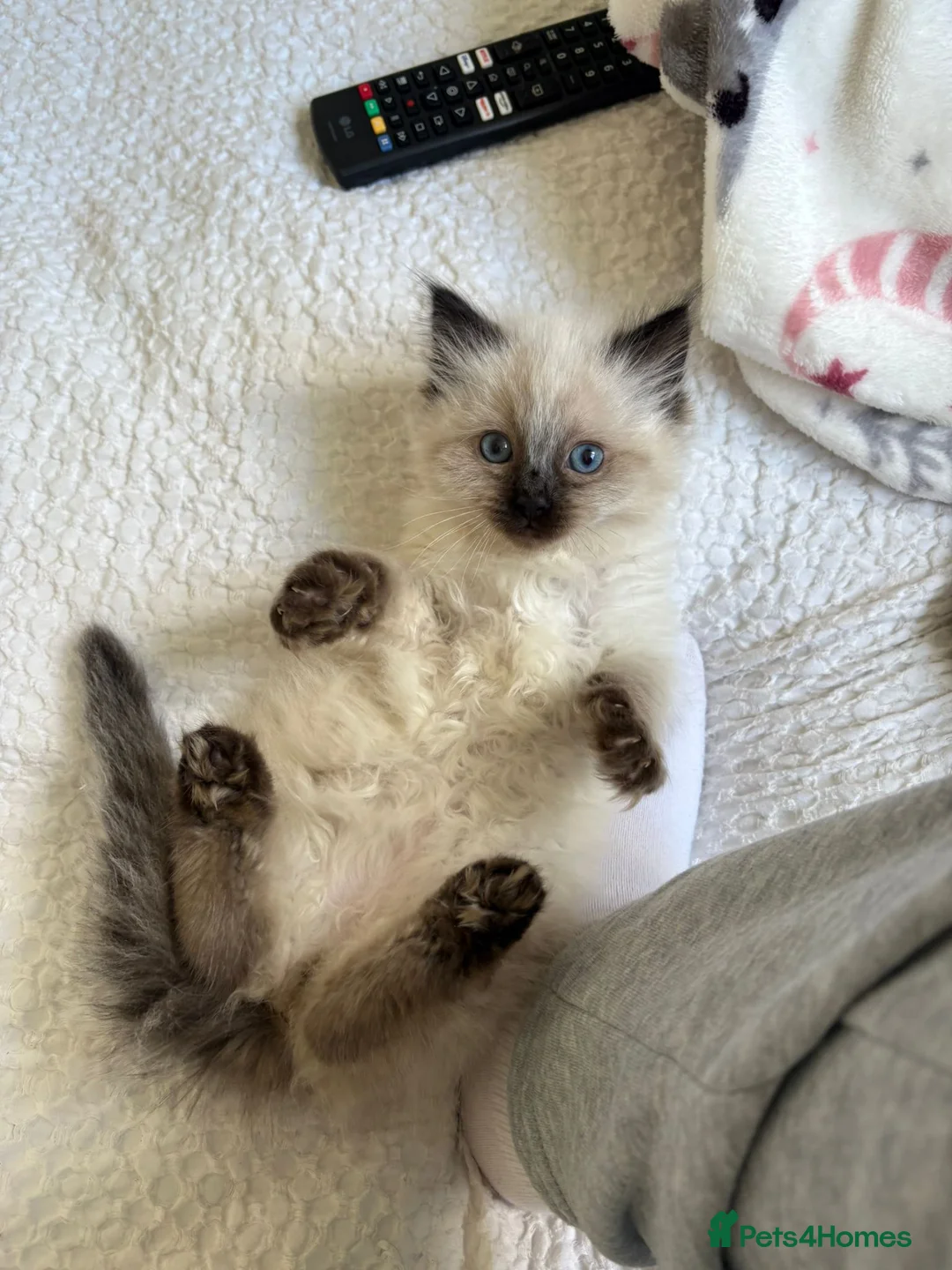 Ragdoll cats for sale: Ragdoll male kitten  in Pontypool - Advert 7