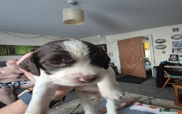 Sprocker dogs for sale: Sprockers - Image 21