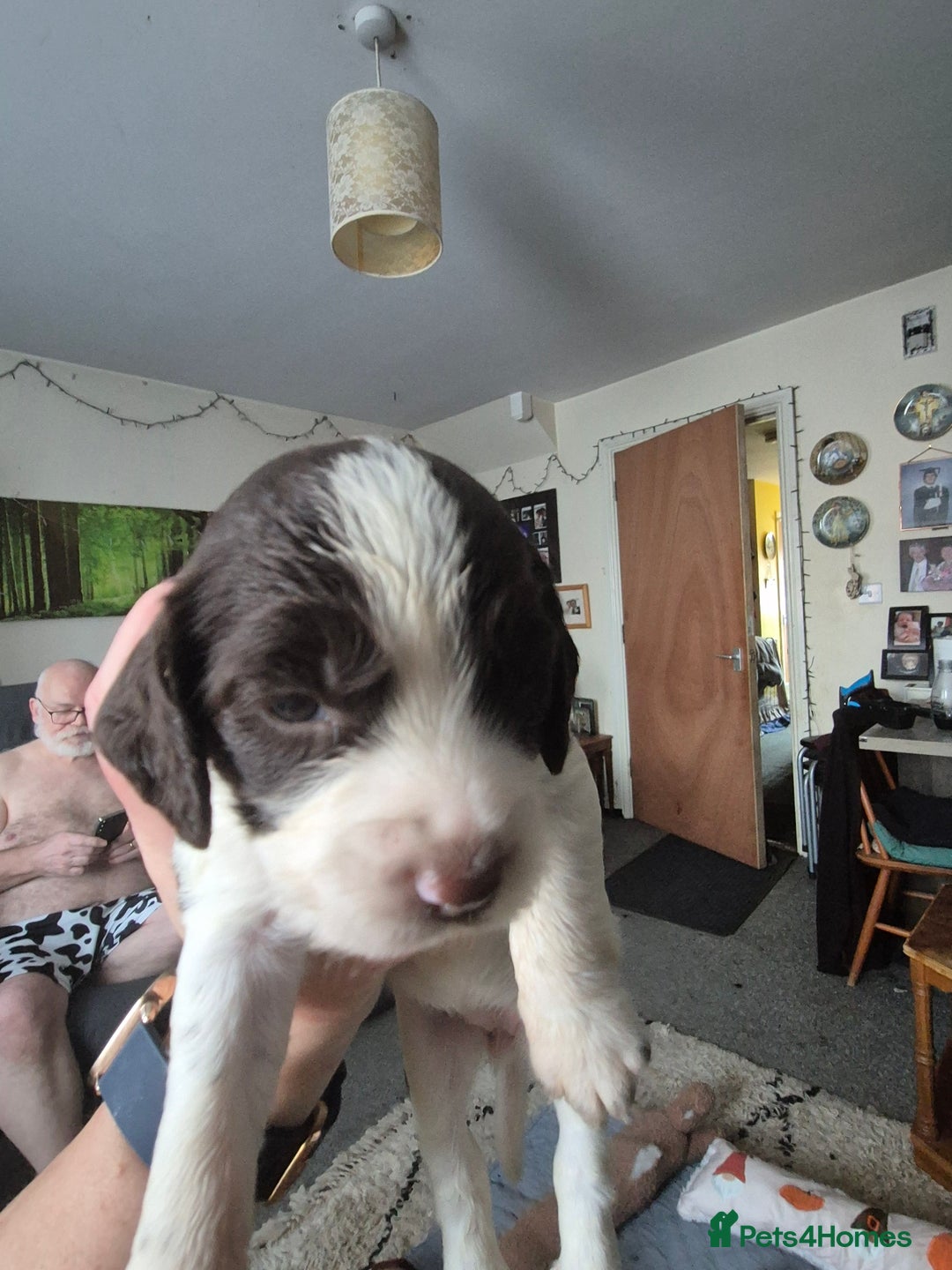 Sprocker dogs for sale: Sprockers - Image 21