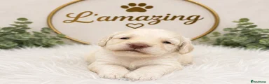 Cockapoo Puppy 2