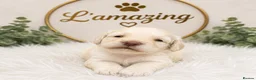 Cockapoo dogs for sale: 5* rated licensed vet approved F2b Toy Mini pups - Advert 7