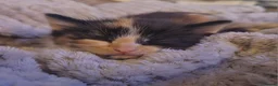 Mixed Breed cats for sale: 2 Beautiful Kittens for Sale  in Windsor - Advert 6