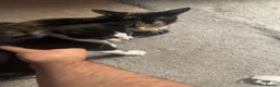 Mixed Breed cats for sale: Beautiful black and white kitten for sale £130 - Advert 5