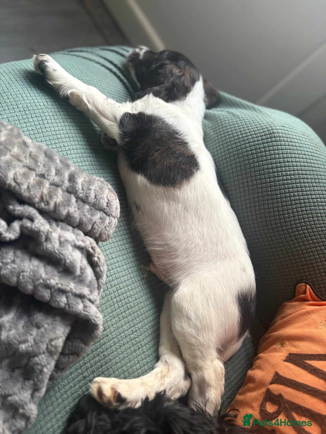 Cockapoo dogs for sale: UNIQUE SABLE BOY READY TO GO ✨ - Image 38