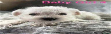 Baby 4