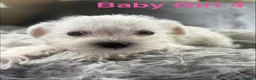 Miniature Schnauzer dogs for sale: Stunning Miniature Schnauzer Puppies - Advert 12