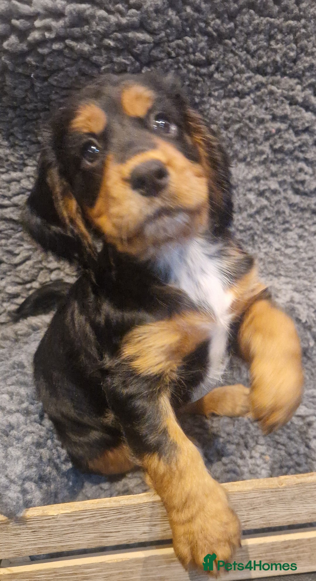 Cocker Spaniel dogs for sale: Last boy left !! working cocker spaniels - Advert 16
