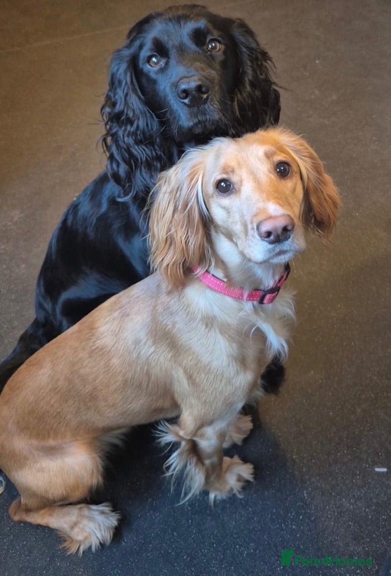 Cocker Spaniel dogs Cocker spaniel puppies  - Advert 1