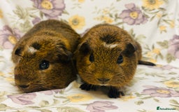 Guinea Pig rodents for sale: Beautiful mix of baby male Guineapigs  - Advert 26