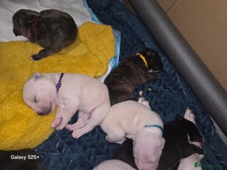 Mixed Breed dogs Staffy + cane course - Advert 3