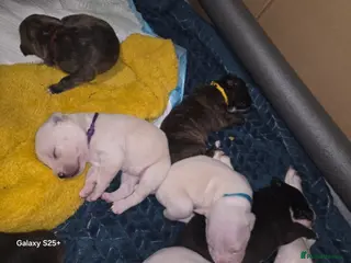 Mixed Breed dogs Staffy + cane course - Advert 6