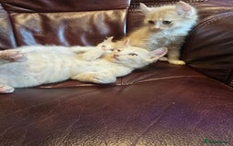 Mixed Breed cats for sale: Two ginger boys and one Flame point - Image 10
