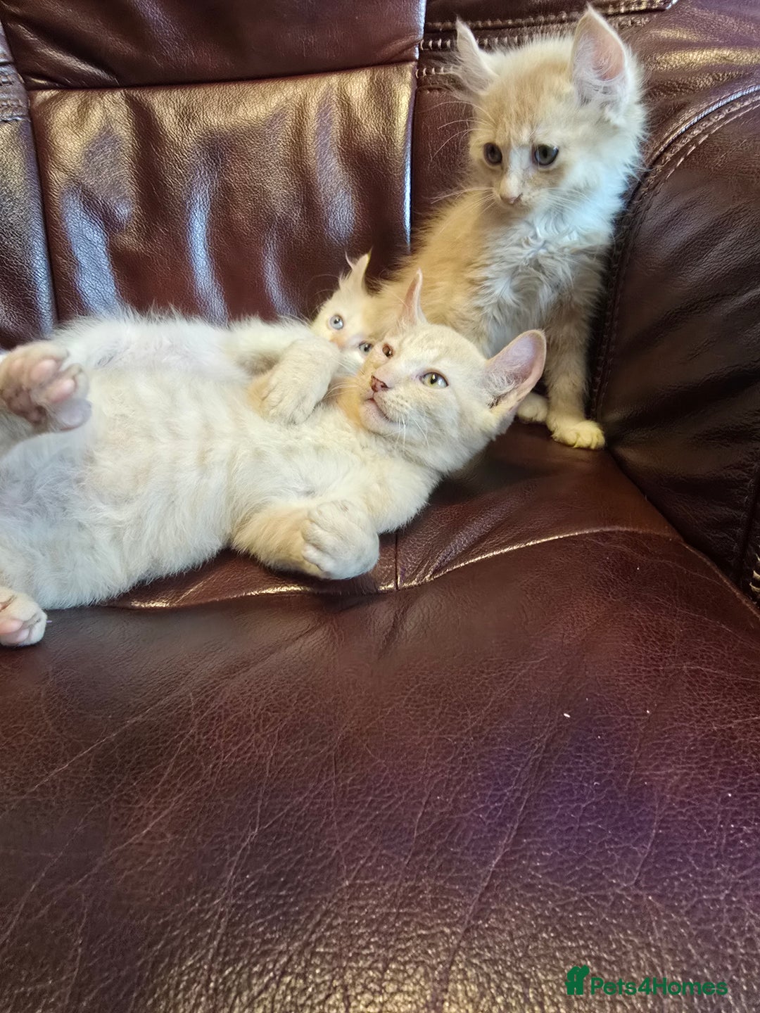Mixed Breed cats for sale: Two ginger boys and one Flame point - Image 10