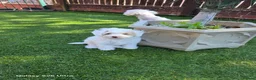 Maltipoo dogs for sale: Multipoo 1 girl - Advert 4