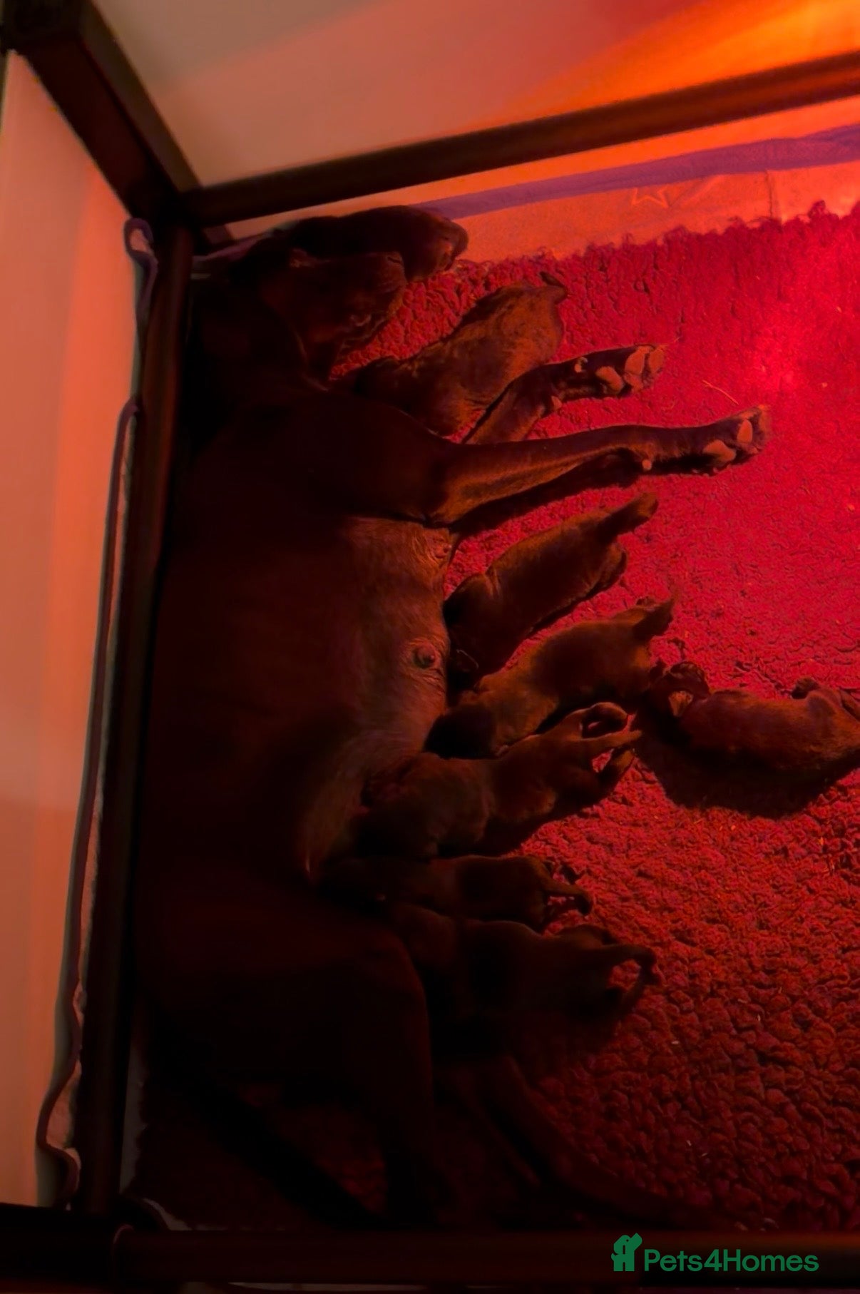 Mixed Breed dogs 8 F2B LABMARANER / WEIMADOR  - Advert 2