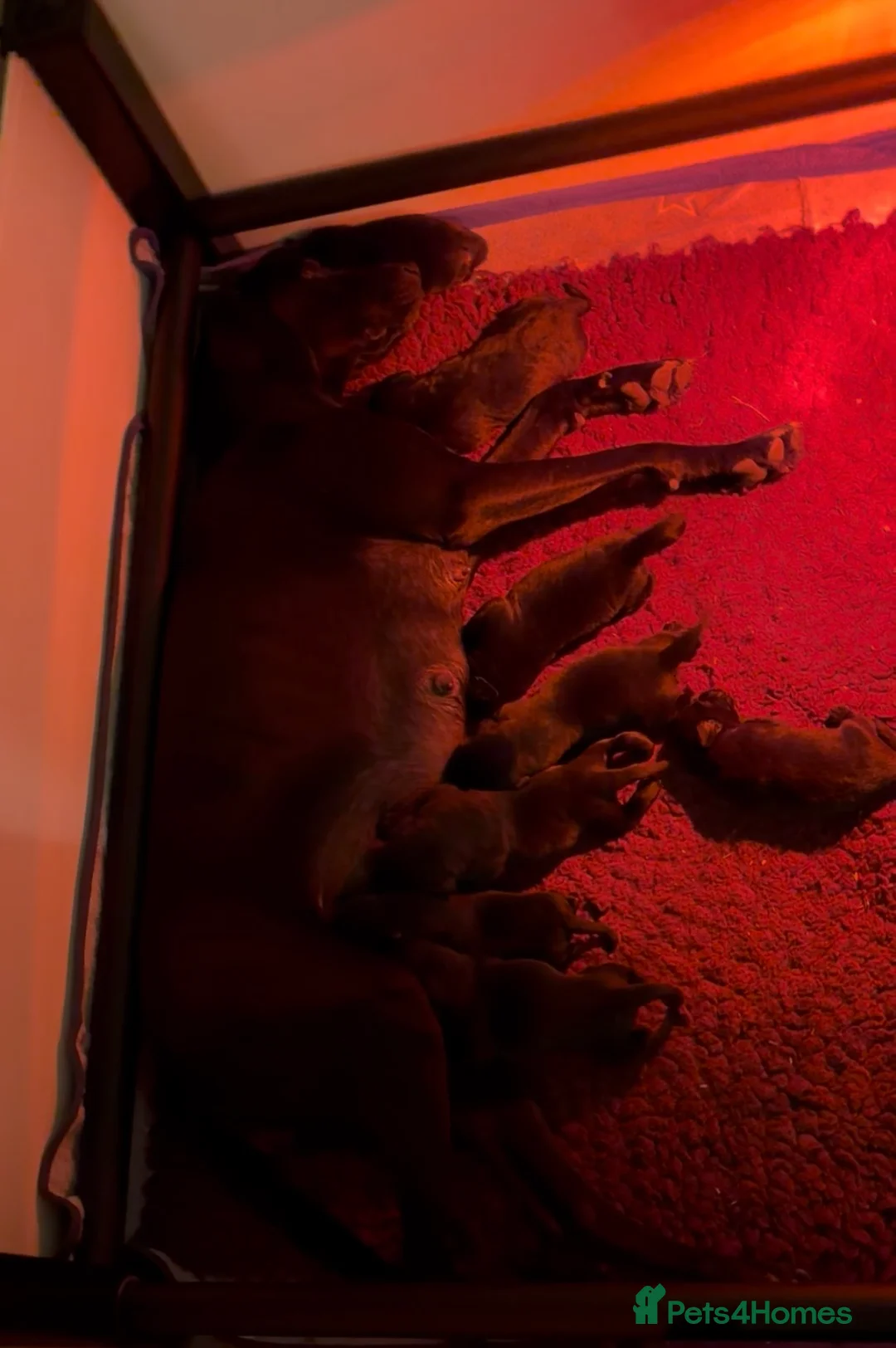 Mixed Breed dogs for sale: 8 F2B LABMARANER / WEIMADOR  - Advert 2