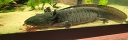 Axolotl reptiles for sale: Axolotls - 2 males and full tank set up in Kilmarnock - Advert 11