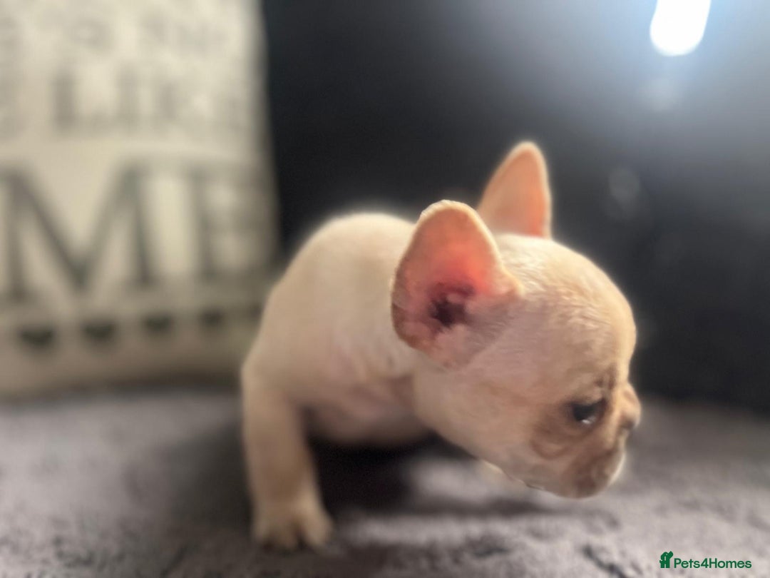 French Bulldog dogs for sale: French bulldog puppies  - Image 13