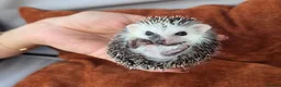 Pygmy Hedgehog rodents for sale: Male split faces african pigmy hedgehog  - Advert 1