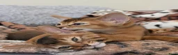 Abyssinian cats for sale: 🩷🩷 Sweet girl 🩷🩷  - Advert 3