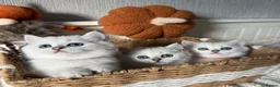 British Shorthair cats for sale: Exceptional Pedigree Silver British shorthairs 🩶 - Advert 12