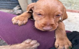 Hungarian Vizsla dogs for sale: Hungarian WIREHAIRED Vizsla puppies KC reg in Cranbrook - Image 18
