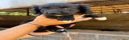 Mixed Breed dogs for sale: Collie x cocker pups for sale in Brockenhurst - Advert 4