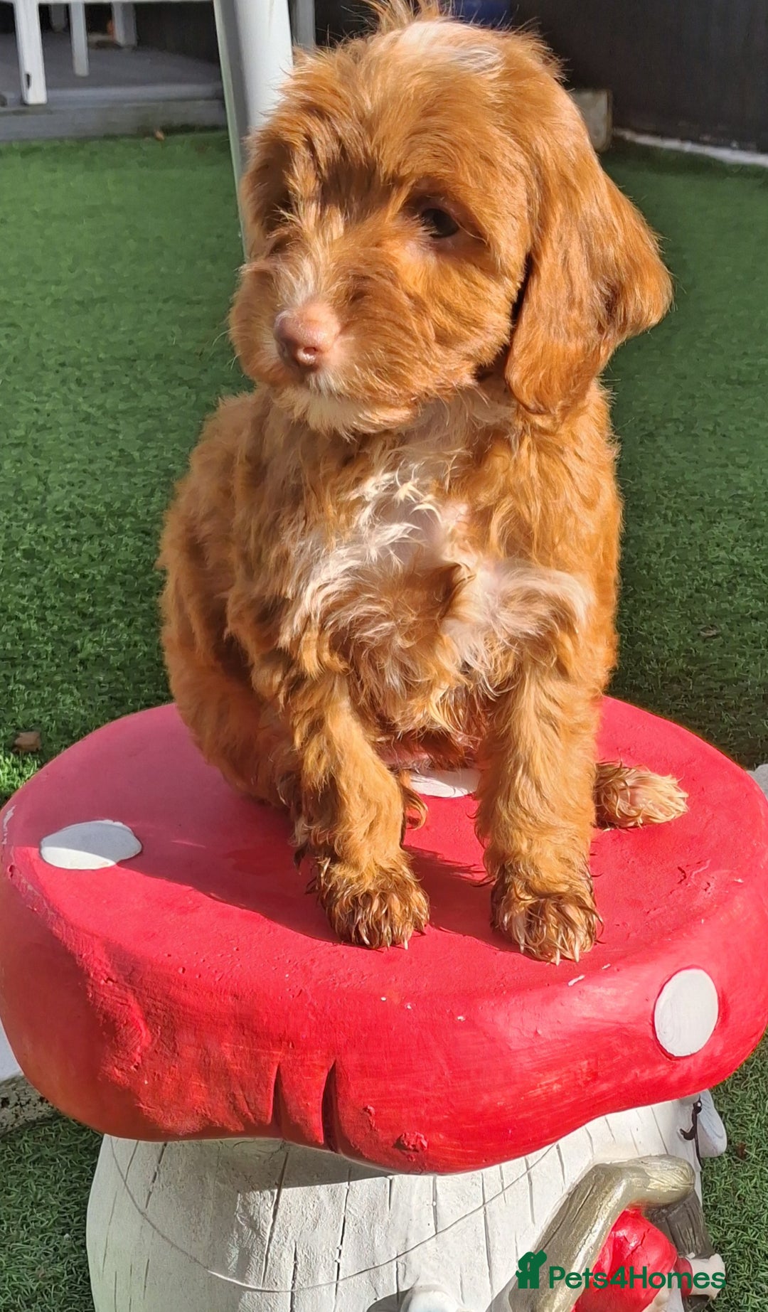 Cockapoo dogs for sale: ** LAST ADORABLE CURLY BLACK & WHITE COCKAPOOS **  - Advert 32