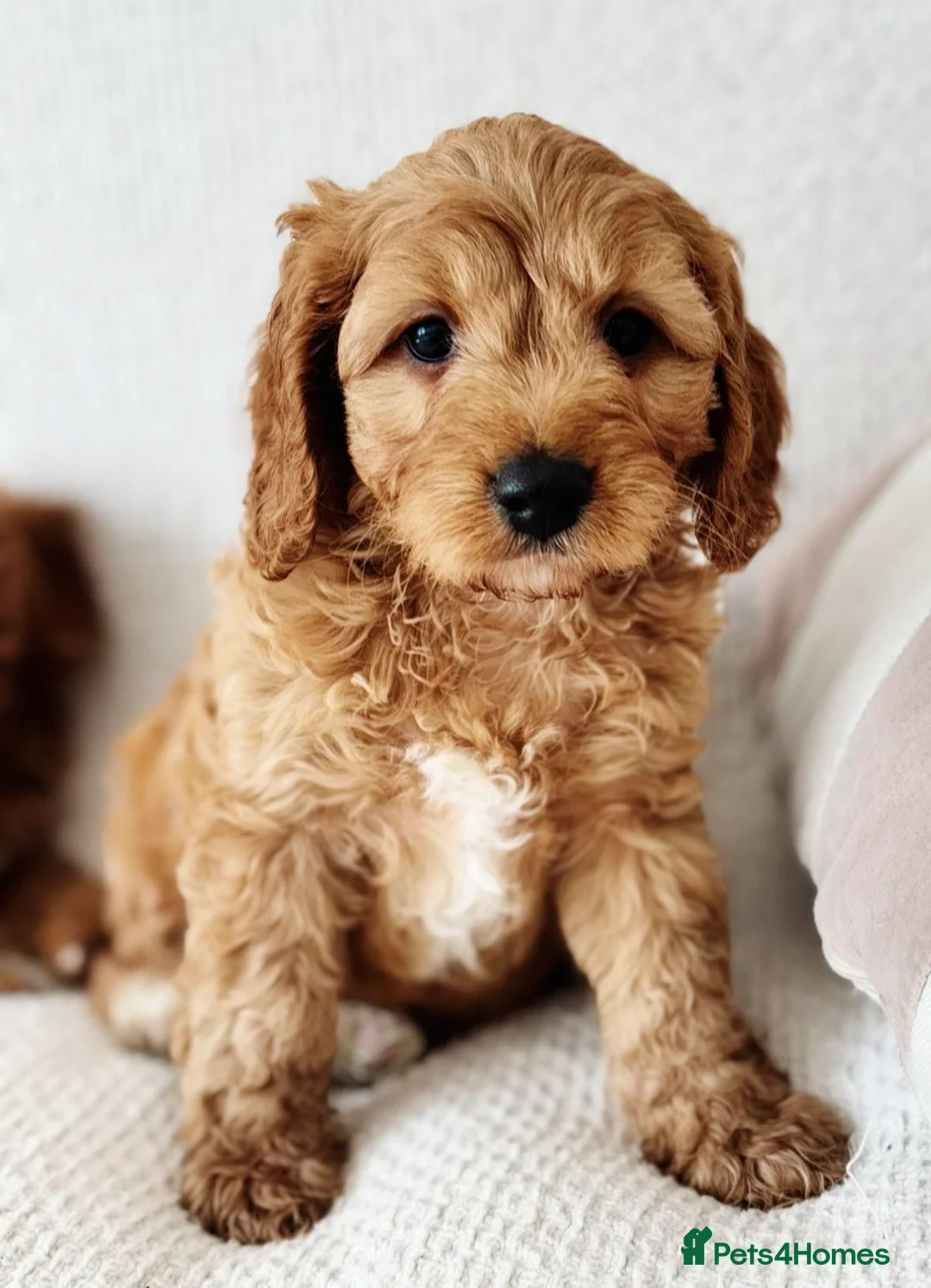 Cavapoo dogs for sale: Outstanding Cavapoos  - Advert 8