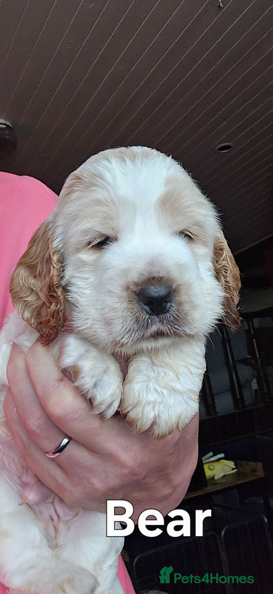 Cocker Spaniel dogs 3 Stunning kc reg Show Cockers - Advert 1