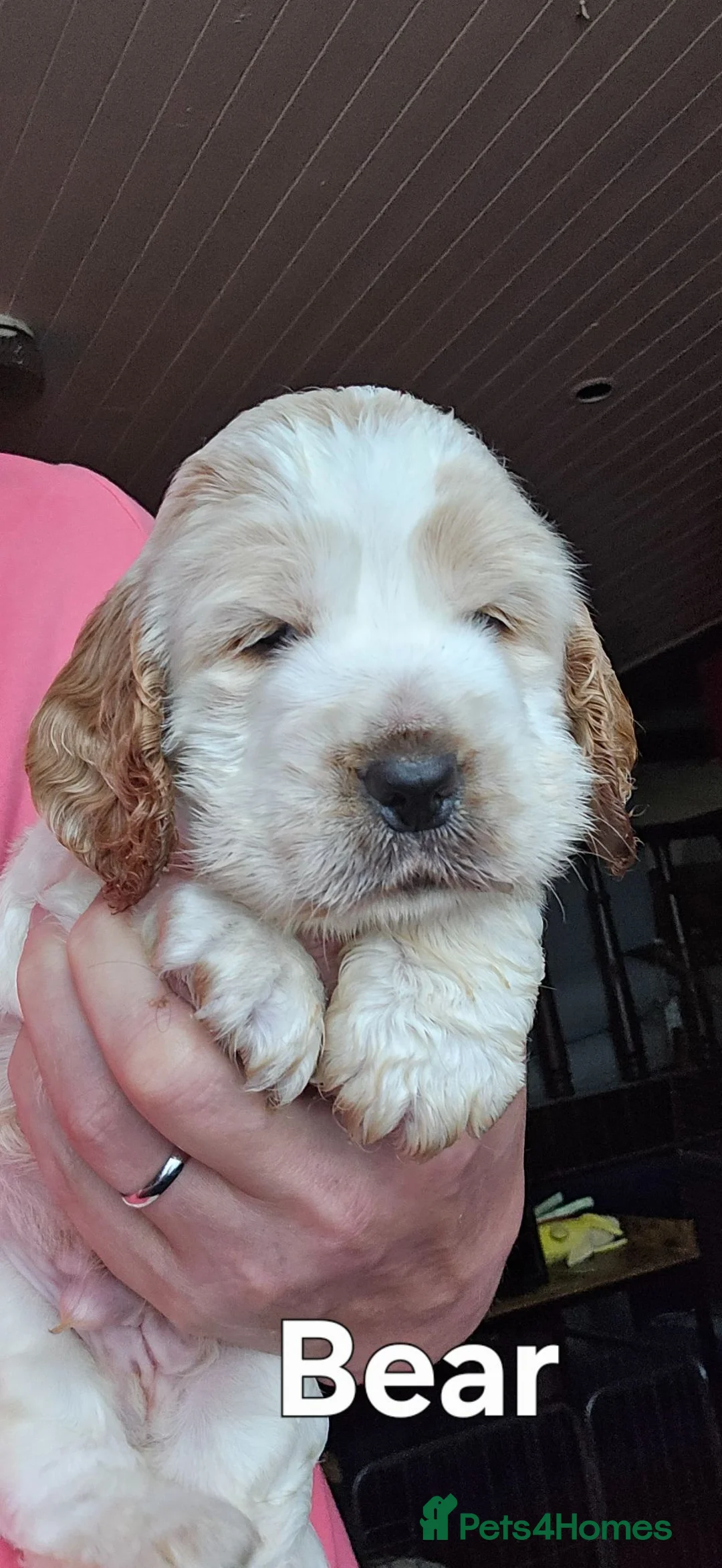 Cocker Spaniel dogs for sale: 3 Stunning kc reg Show Cockers in Workington - Advert 1