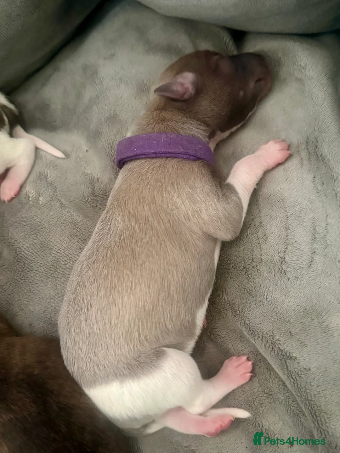 Whippet dogs for sale: Six Stunning Whippet Puppies in Mansfield - Advert 3