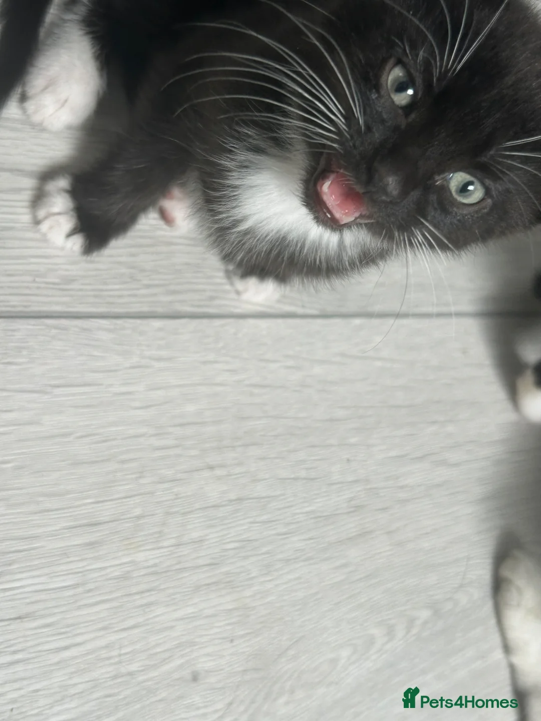 Turkish Angora cats for sale: Beautiful babies looking for their forever homes - Advert 12