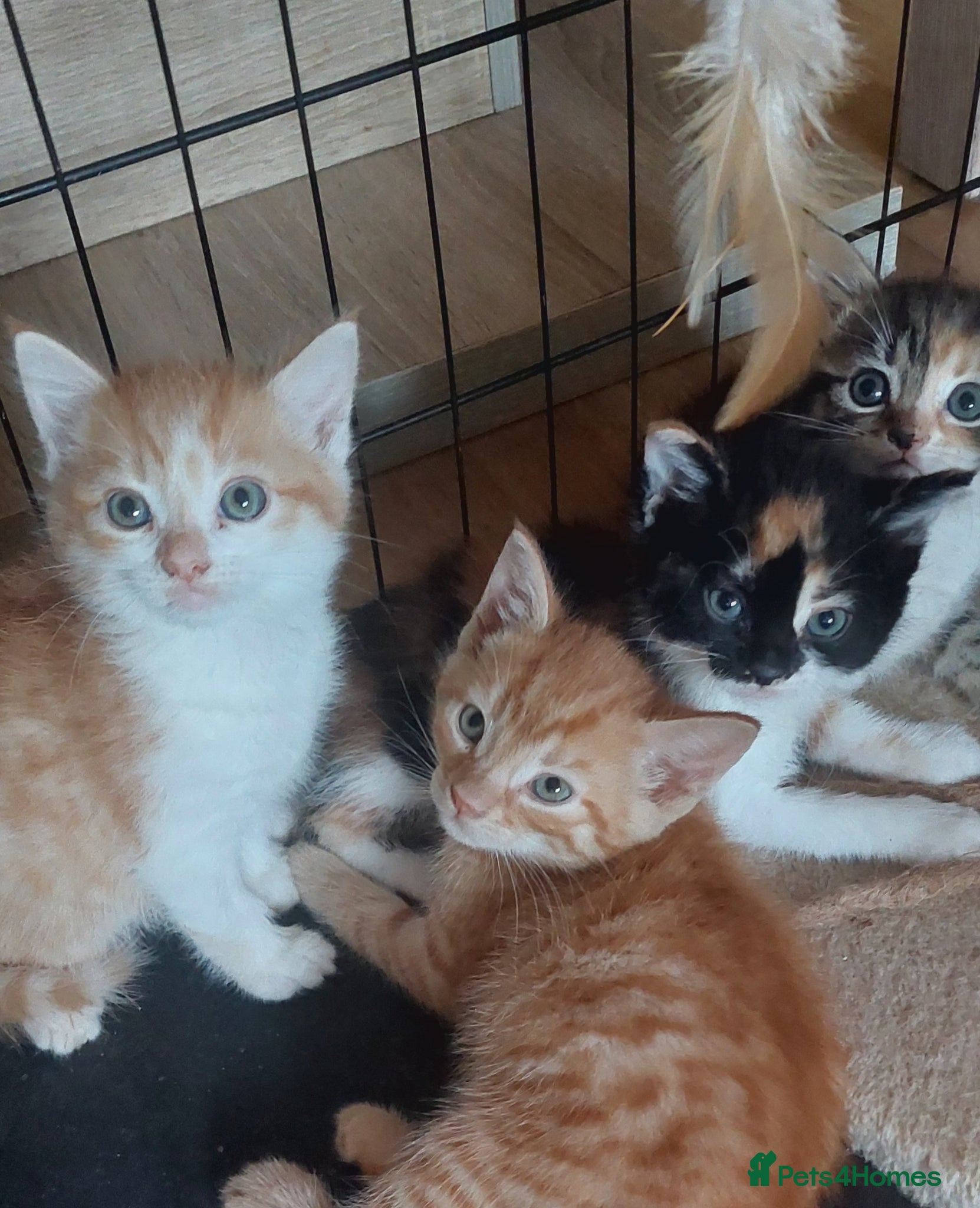 Mixed Breed cats 4 kittens (8 weeks old) - Advert 5