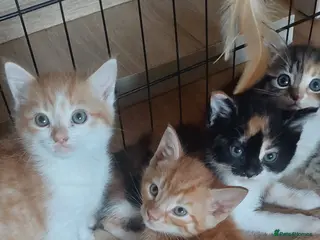 Mixed Breed cats 4 kittens (8 weeks old) - Advert 1