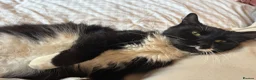 Mixed Breed cats for sale: Beautiful kittens  - Advert 5