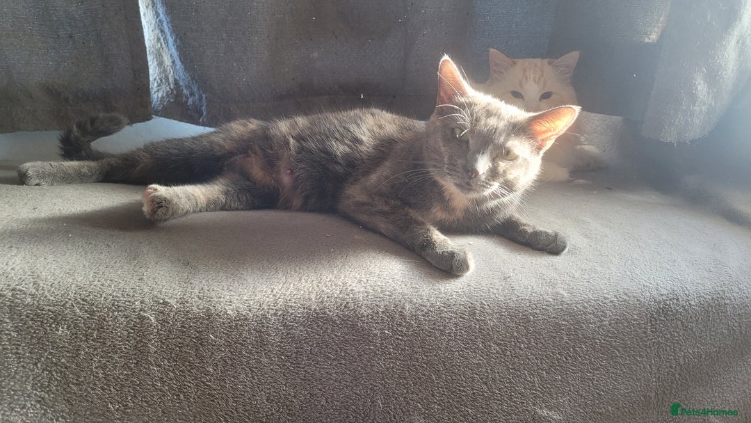 Mixed Breed cats for sale: Three gorgeous kittens available! - Advert 10