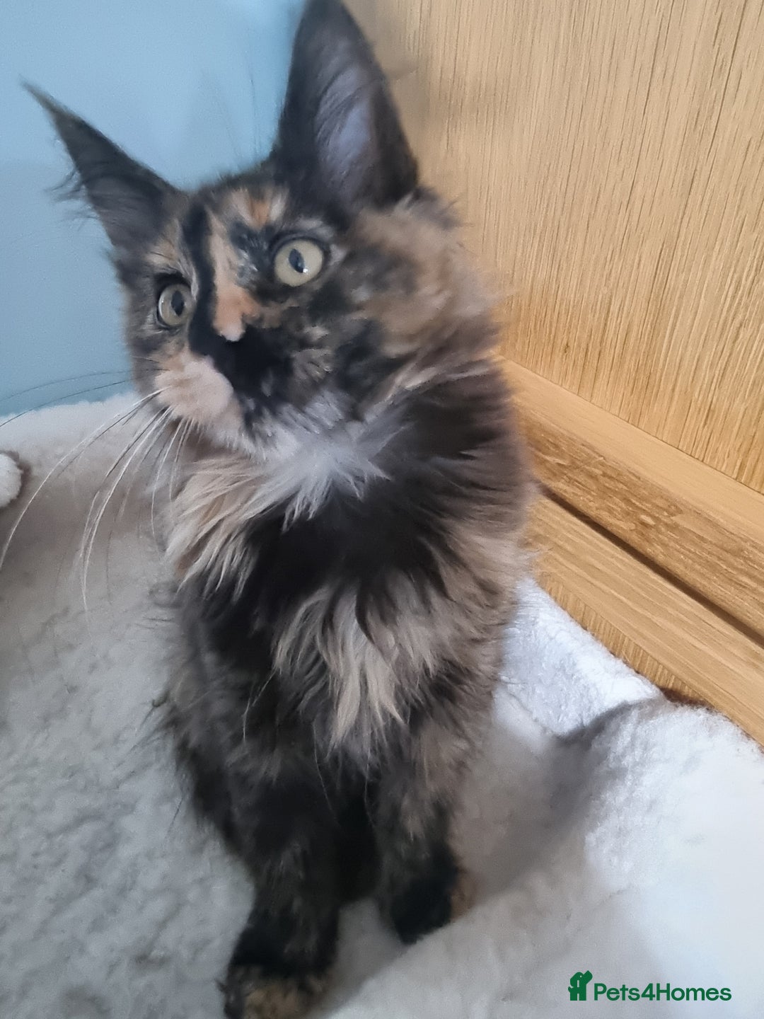 Maine Coon cats for sale: Pedigree GCCF Registered Maincoon Kittens - Image 6