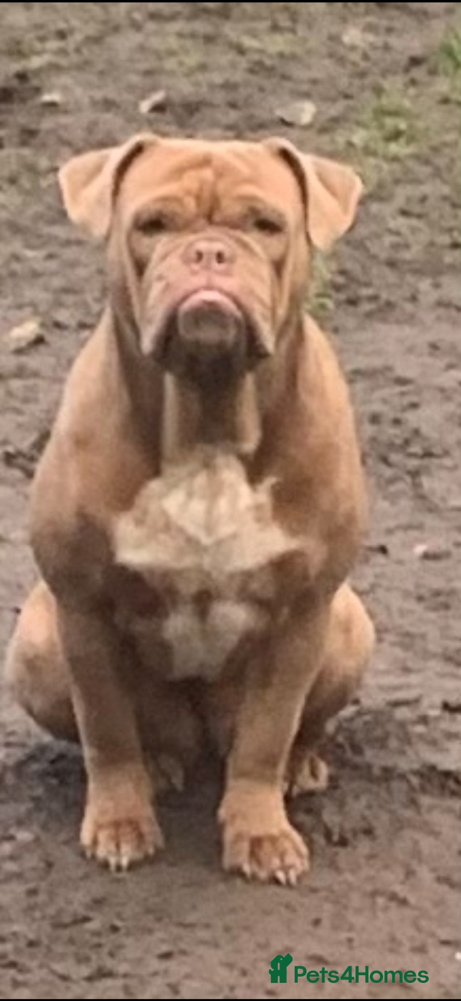 Olde English Bulldogge dogs Olde Tyme English bulldogge  - Advert 1