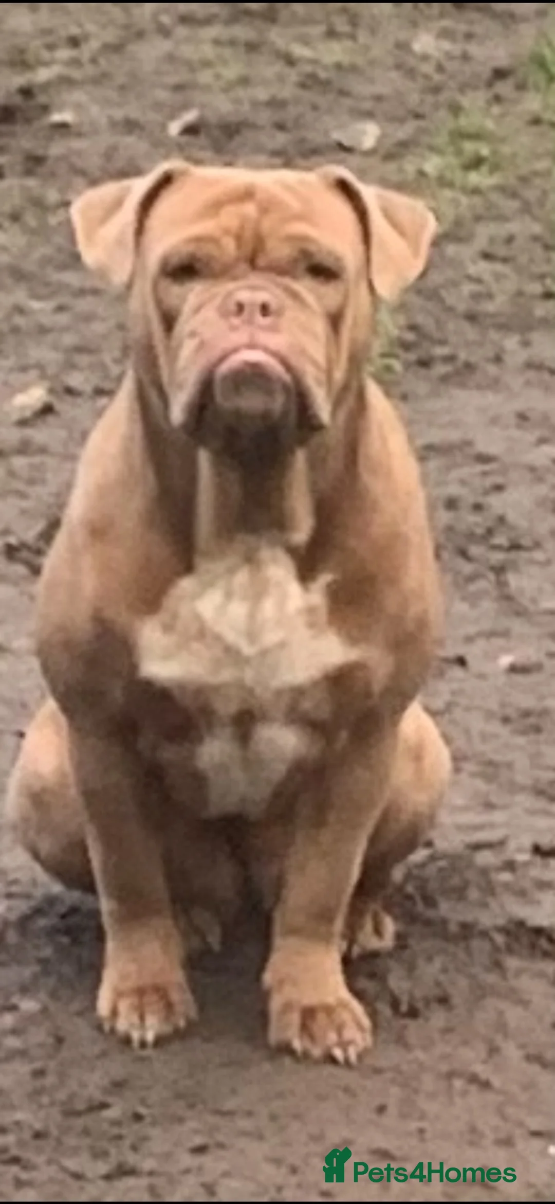 Olde English Bulldogge dogs for sale: Olde Tyme English bulldogge  in Newark - Advert 1