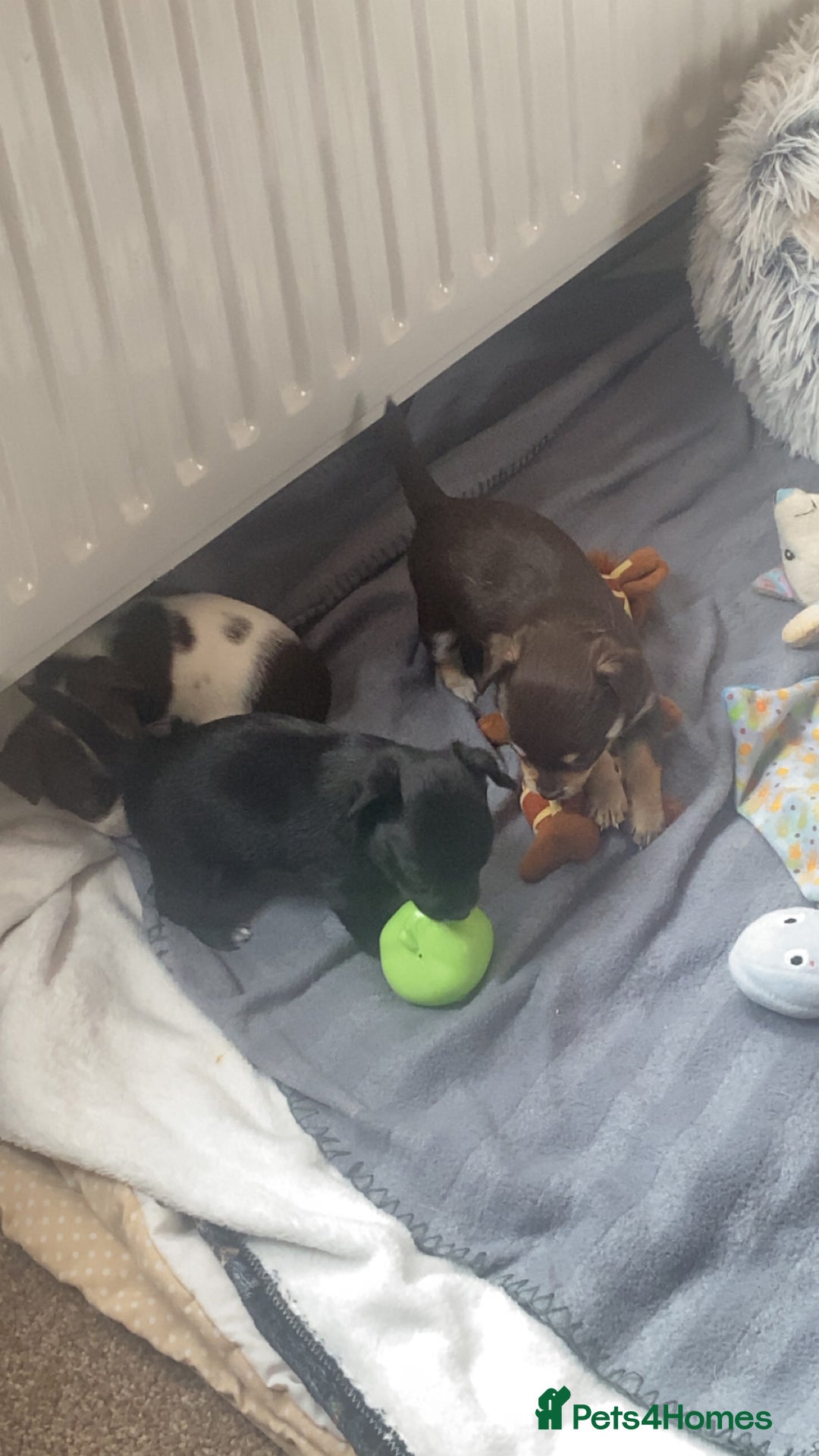 Chihuahua dogs for sale: Chihuahua - Full breed puppies - Image 3