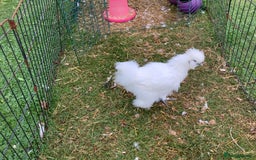 Chickens poultry for sale: Silkie - Image 4
