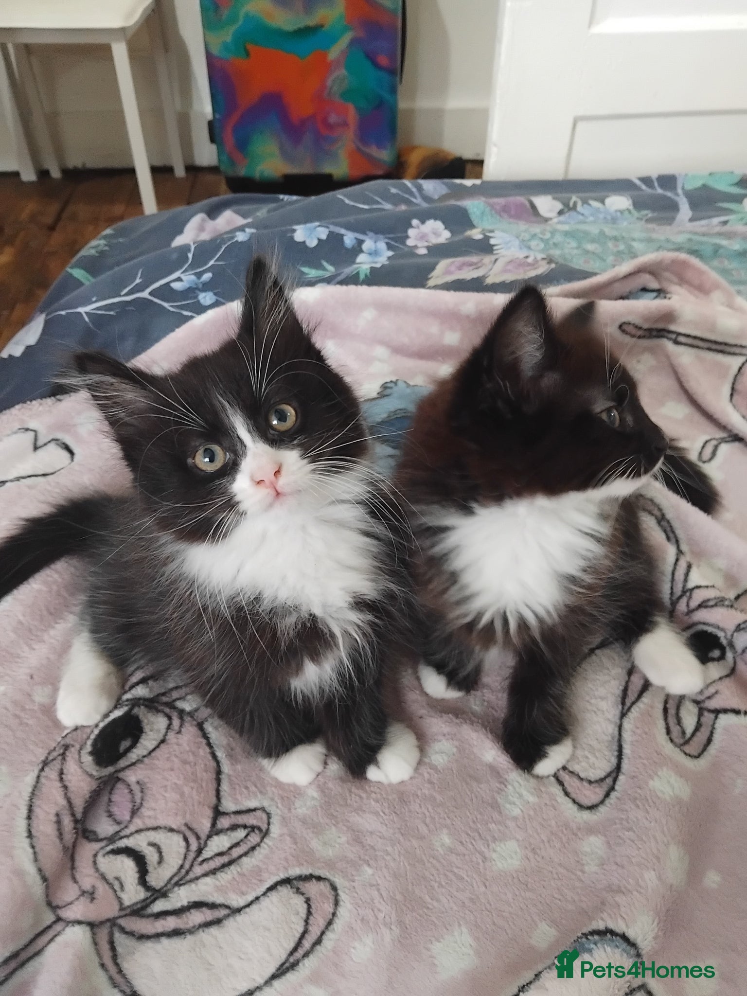 Mixed Breed cats  kittens 😸  - Advert 4
