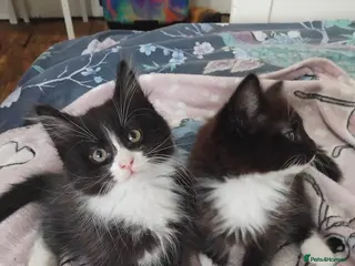 Mixed Breed cats kittens 😸 - Advert 4