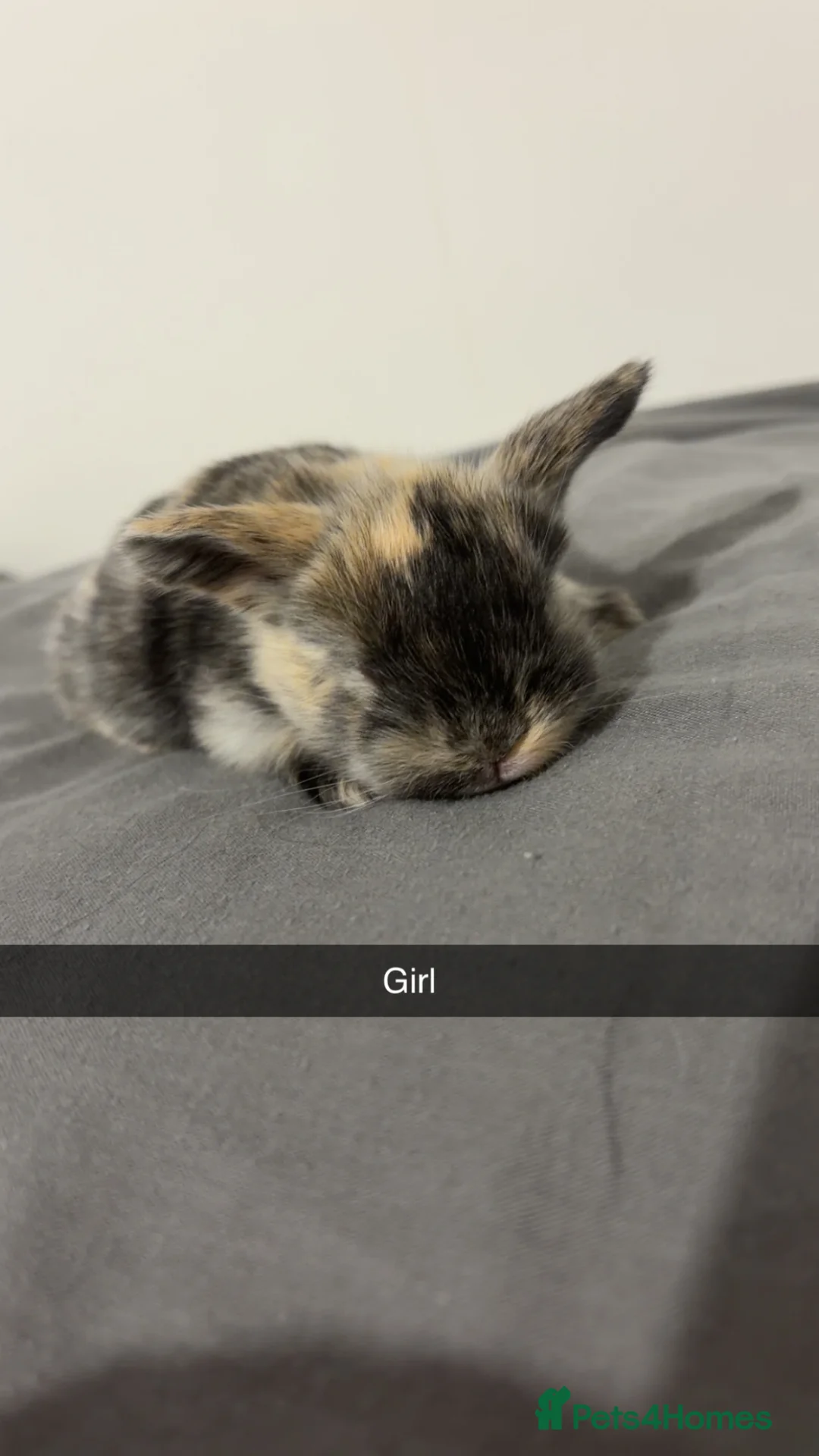 Mini Lop rabbits for sale: READY 12th APRIL  - Advert 8