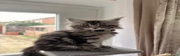 Maine Coon cats for sale: 🐾 Stunning Maine Coon Kittens🐾 - Advert 11